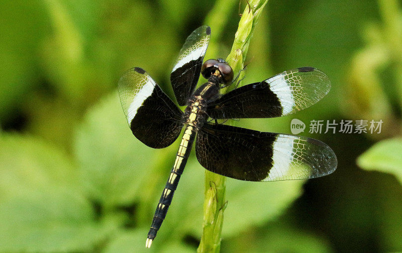 雄性斑稻蜻蜓，神经themis tullia, Someshwara野生动物保护区，印度卡纳塔克邦